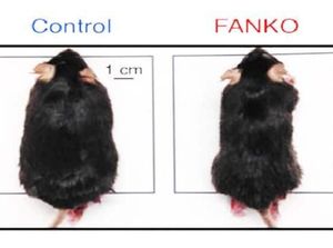 Duh Iri! Meski Banyak Makan Lemak, Tikus Eksperimen Ini Tak Bisa Gemuk