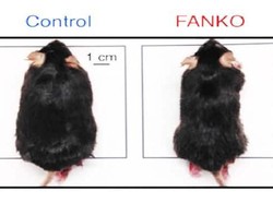 Duh Iri! Meski Banyak Makan Lemak, Tikus Eksperimen Ini Tak Bisa Gemuk