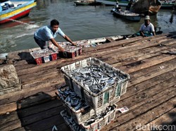 RI Impor Ikan Makarel, Ini Negara Asalnya