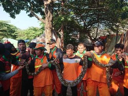 Petugas Ramai-ramai Tangkap Sanca 3,5 Meter di Kali BKT