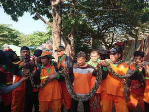 Petugas Ramai-ramai Tangkap Sanca 3,5 Meter di Kali BKT Petugas Ramai-ramai Tangkap Sanca 3,5 Meter di Kali BKT