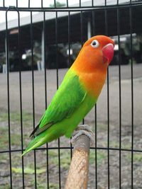 Lovebird, Burung Cantik yang Harganya Bisa Hingga Rp 1 Miliar