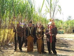 Ada Tebu Dinikahkan di Jember, Diarak Layaknya Pengantin Manusia