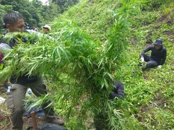 Jalan Licin, Begini Sulitnya ke Lokasi 6 Hektare Ganja di Aceh