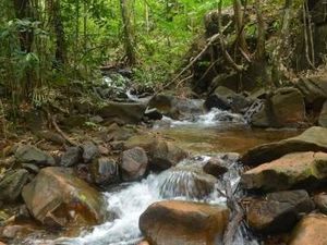 Surga Tersembunyi di Tengah Belantara Hutan Banjar