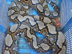 Hii...! Ular Besar Muncul di Pintu Air Petamburan Jakpus