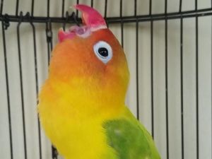 Rekening Rp 2 Juta Diblokir KPK, Pedagang Burung Teriak Salah Apa