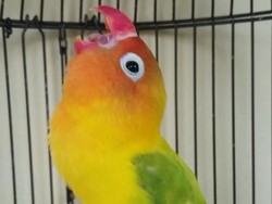 Rekening Rp 2 Juta Diblokir KPK, Pedagang Burung Teriak Salah Apa