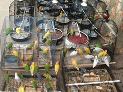 Mengenal Lovebird, Burung Cantik yang Viral Dijadikan Maskawin