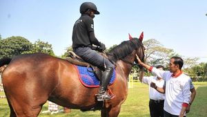 Foto: Jokowi Semangati Atlet Berkuda Asian Games