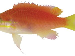 Obama, Beyonce Hingga Leonardo DiCaprio Jadi Nama Hewan