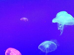 Sea Jellyfish