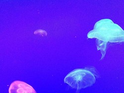 Sea Jellyfish