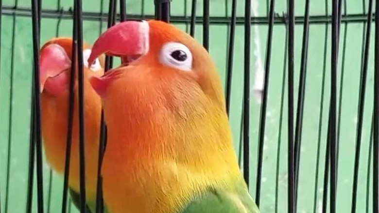 Lovebird, Burung Cantik yang Harganya Bisa hingga Rp 1 Miliar Lovebird, Burung Cantik yang Harganya Bisa hingga Rp 1 Miliar