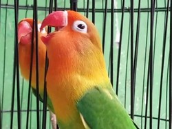 Lovebird, Burung Cantik yang Harganya Bisa hingga Rp 1 Miliar