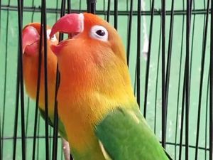 Lovebird, Burung Cantik yang Harganya Bisa hingga Rp 1 Miliar Lovebird, Burung Cantik yang Harganya Bisa hingga Rp 1 Miliar