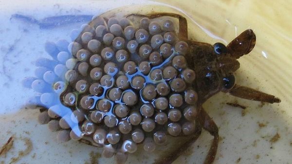 10 Foto Hewan yang Bikin Merinding Pengidap Trypophobia