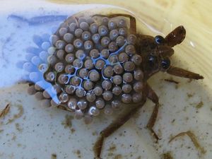 10 Foto Hewan yang Bikin Merinding Pengidap Trypophobia