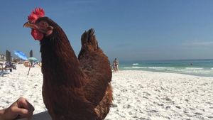 Foto: Sammi, Si Ayam yang Suka ke Pantai