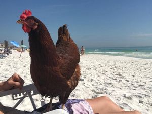 Foto: Sammi, Si Ayam yang Suka ke Pantai