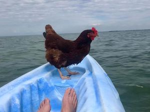 Sammi, Si Ayam yang Suka ke Pantai