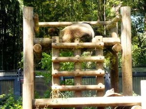 Bukan China, Ini Panda Raksasa di Jepang