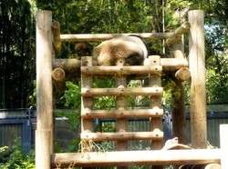 Bukan China, Ini Panda Raksasa di Jepang