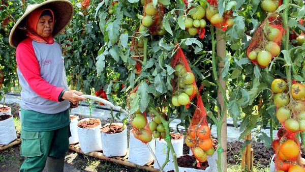 Expo Nasional Industri Pertanian