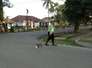 Viral Polisi Bantu Kucing Menyeberang, Ini Cerita di Baliknya