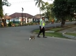Viral Polisi Bantu Kucing Menyeberang, Ini Cerita di Baliknya