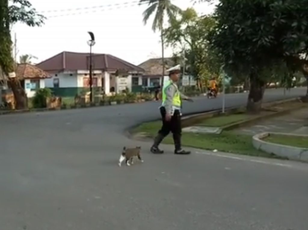 Viral Polisi Bantu Kucing Menyeberang, Ini Cerita di Baliknya Viral Polisi Bantu Kucing Menyeberang, Ini Cerita di Baliknya