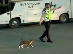 Viral! Ketika Polisi Bantu Kucing Menyeberang