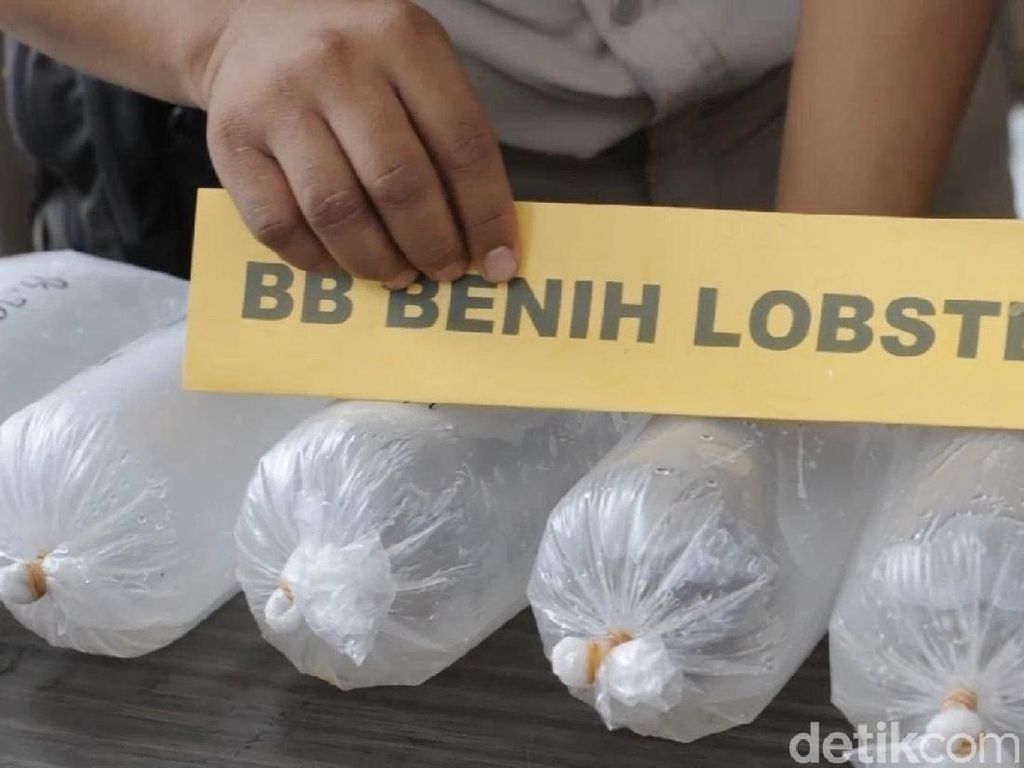 Terniat! Penyelundupan Ekspor Benih Lobster Dibungkus Kangkung Terniat! Penyelundupan Ekspor Benih Lobster Dibungkus Kangkung
