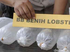 Lagi! Penyelundupan Benih Lobster Rp 46 M di Batam Digagalkan Lagi! Penyelundupan Benih Lobster Rp 46 M di Batam Digagalkan