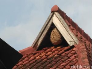 Hii, Sarang Tawon Sebesar Gas 5 Kg Dievakuasi dari Atap Sekolah