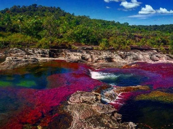 Foto: Sungai 5 Warna Sungguhan Ada