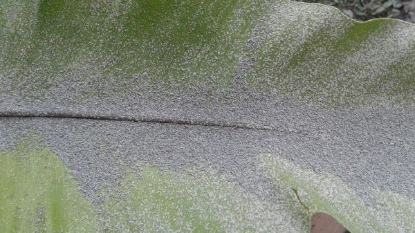 Foto: Hujan Abu Akibat Letusan Freatik Gunung Merapi