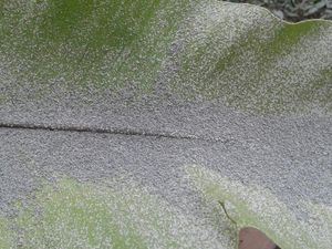 Foto: Hujan Abu Akibat Letusan Freatik Gunung Merapi Foto: Hujan Abu Akibat Letusan Freatik Gunung Merapi