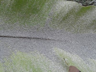 Foto: Hujan Abu Akibat Letusan Freatik Gunung Merapi