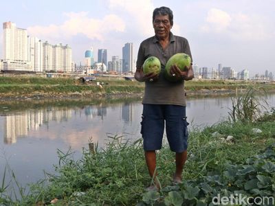 Jelang Ramadan Petani di BKB Panen Timun Suri