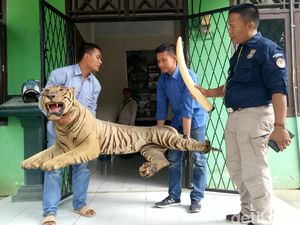 KLHK Sita Gading Gajah dan 2 Harimau yang Diawetkan KLHK Sita Gading Gajah dan 2 Harimau yang Diawetkan