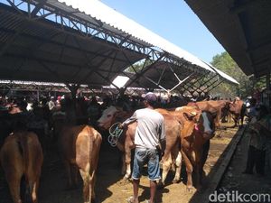 Jelang Ramadan, Harga Sapi di Pasaran Hewan Situbondo Malah Anjlok Jelang Ramadan, Harga Sapi di Pasaran Hewan Situbondo Malah Anjlok