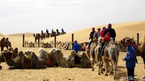 Foto: Sensasi Naik Unta di Padang Pasir China