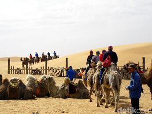 Foto: Sensasi Naik Unta di Padang Pasir China Foto: Sensasi Naik Unta di Padang Pasir China