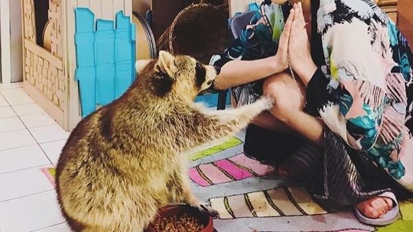 Di Kafe Ini Bisa Ngopi Santai Sambil Main dengan Rakun yang Lucu
