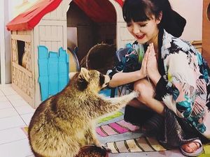 Di Kafe Ini Bisa Ngopi Santai Sambil Main dengan Rakun yang Lucu Di Kafe Ini Bisa Ngopi Santai Sambil Main dengan Rakun yang Lucu