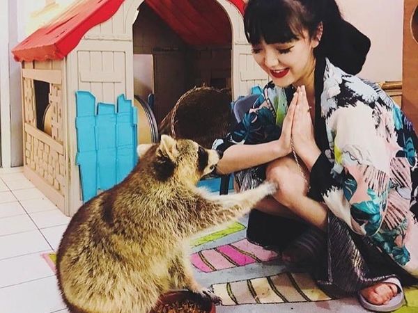 Di Kafe Ini Bisa Ngopi Santai Sambil Main dengan Rakun yang Lucu