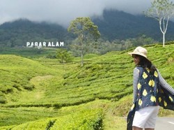 Yang Hijau-hijau di Pagaralam
