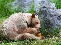 Waduh! Beruang Hitam Ini Hancurkan Kaca Mobil untuk Makan 2 Lusin Cupcakes