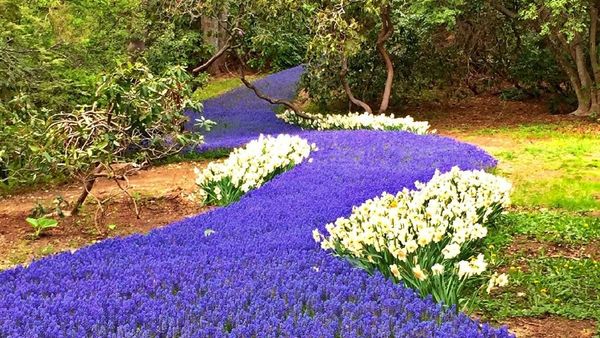 Bukan Air, Sungai Ini Isinya Bunga yang Cantik
